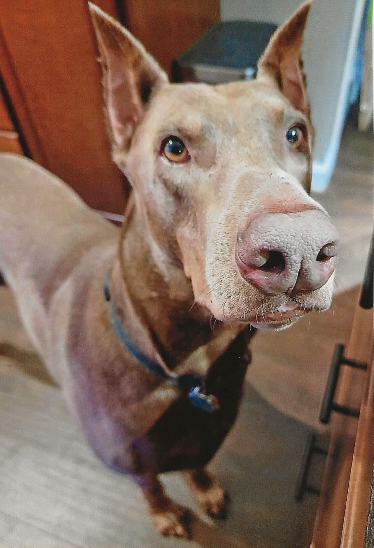 SEBASTIAN, Adopted, Adult Male Doberman Pinscher.