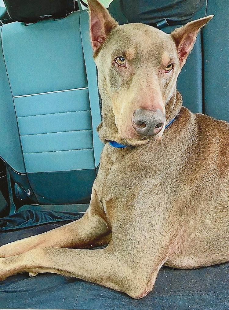 Enlarge SEBASTIAN, a Adopted Doberman Pinscher in Westland, MI image 2/3