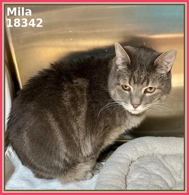 Enlarge MILA (R), an adopted mixed breed in Marietta, GA image 6/6