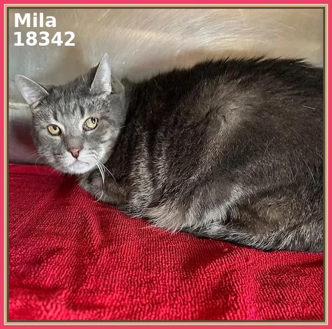 Enlarge MILA (R), an adopted mixed breed in Marietta, GA image 4/6