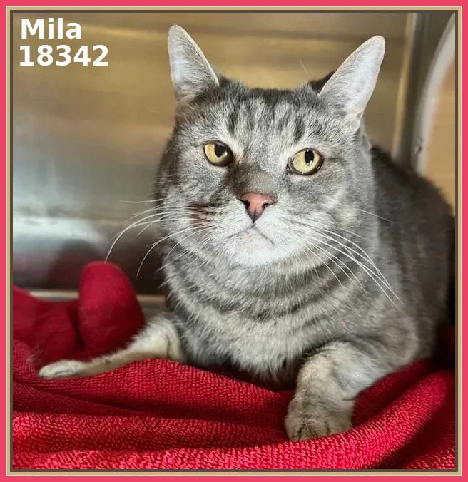 Enlarge MILA (R), an adopted mixed breed in Marietta, GA image 2/6