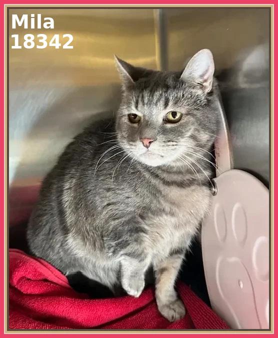 Enlarge MILA (R), an adopted mixed breed in Marietta, GA image 3/6