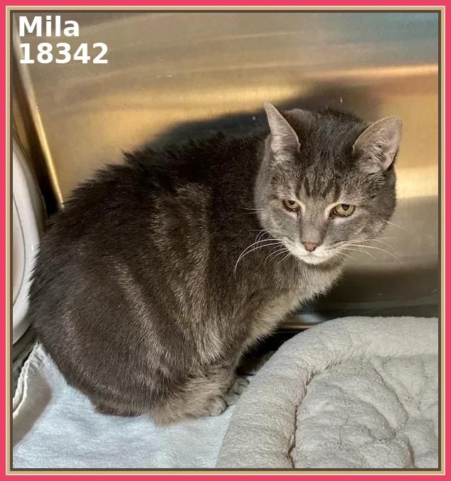 Enlarge MILA (R), an adopted mixed breed in Marietta, GA image 5/6