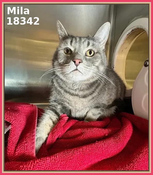 MILA (R), adopted, Senior Female Domestic Short Hair & Tabby.