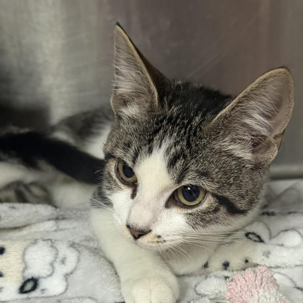 Enlarge Sleet, a Adoptable Domestic Short Hair in Marion, VA image 1/1