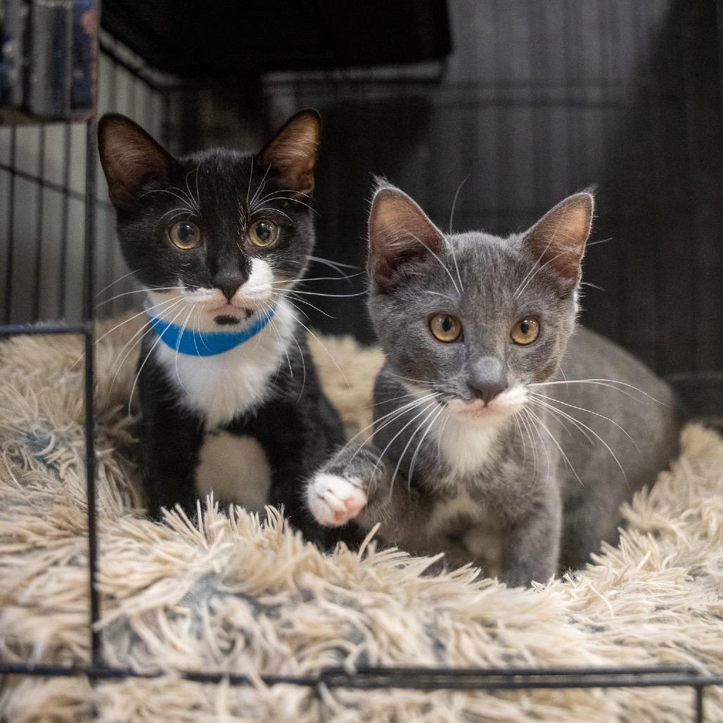 Sebastian, Adoptable, Kitten Male Domestic Short Hair.