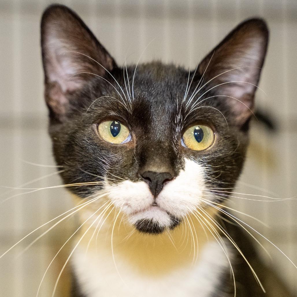Enlarge Sebastian, a Adoptable Domestic Short Hair in Pawling, NY image 2/5
