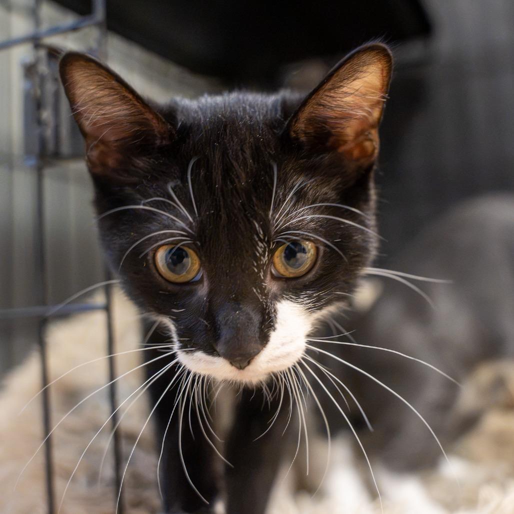 Enlarge Sebastian, a Adoptable Domestic Short Hair in Pawling, NY image 2/4