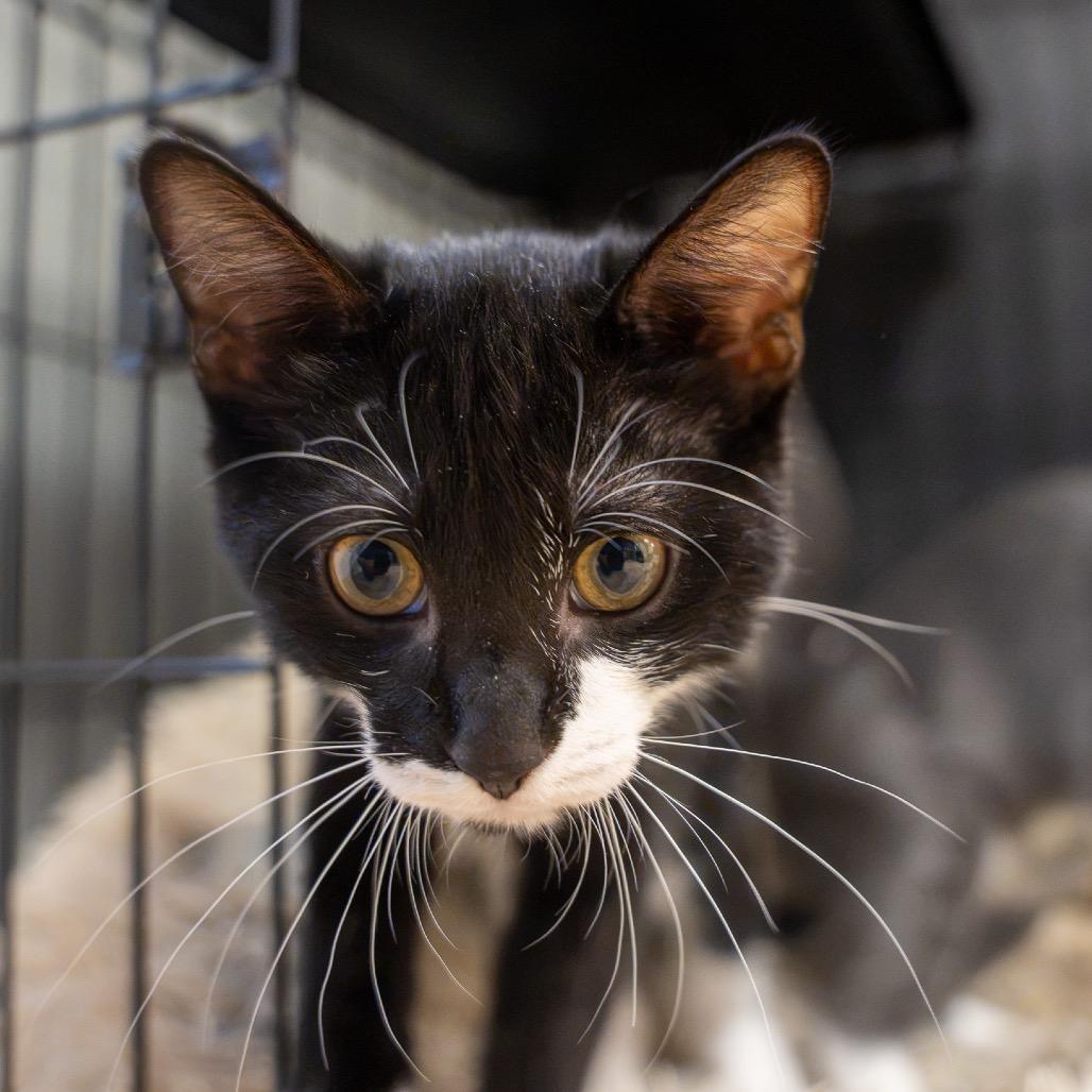 Enlarge Sebastian, a Adoptable Domestic Short Hair in Pawling, NY image 3/4