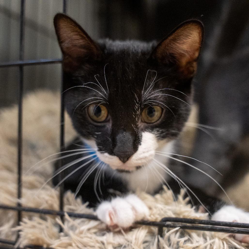 Enlarge Sebastian, a Adoptable Domestic Short Hair in Pawling, NY image 4/4