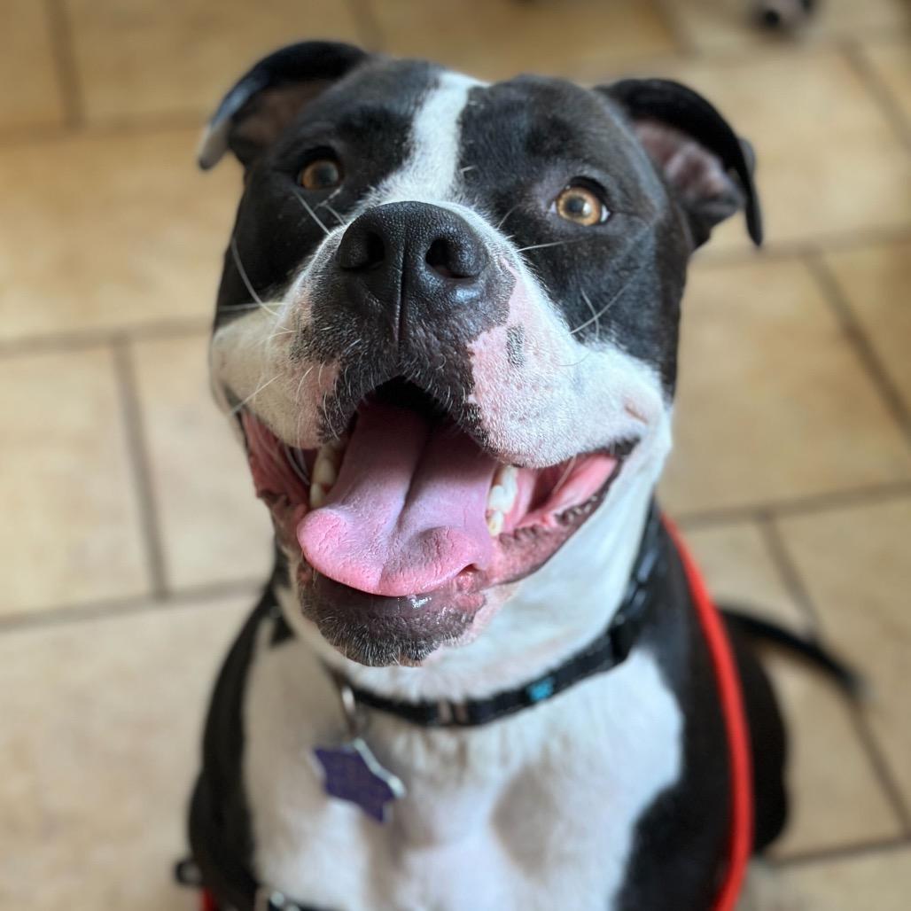 PW, Adoptable, Adult Male Mixed Breed.