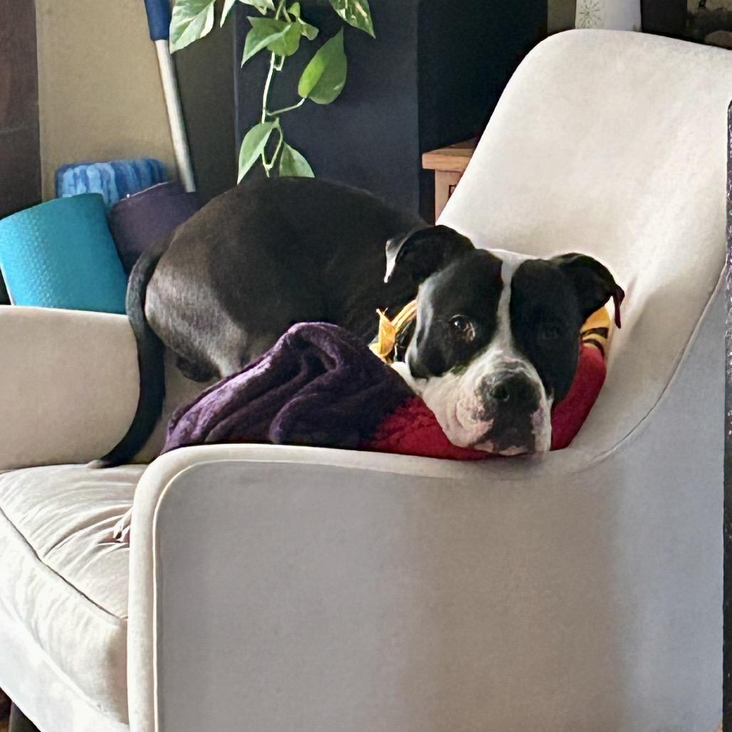 PW, Adoptable, Adult Male Mixed Breed.