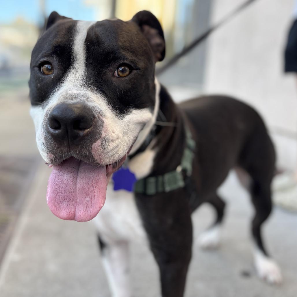 Enlarge PW, a Adoptable Mixed Breed in San Francisco, CA image 3/6