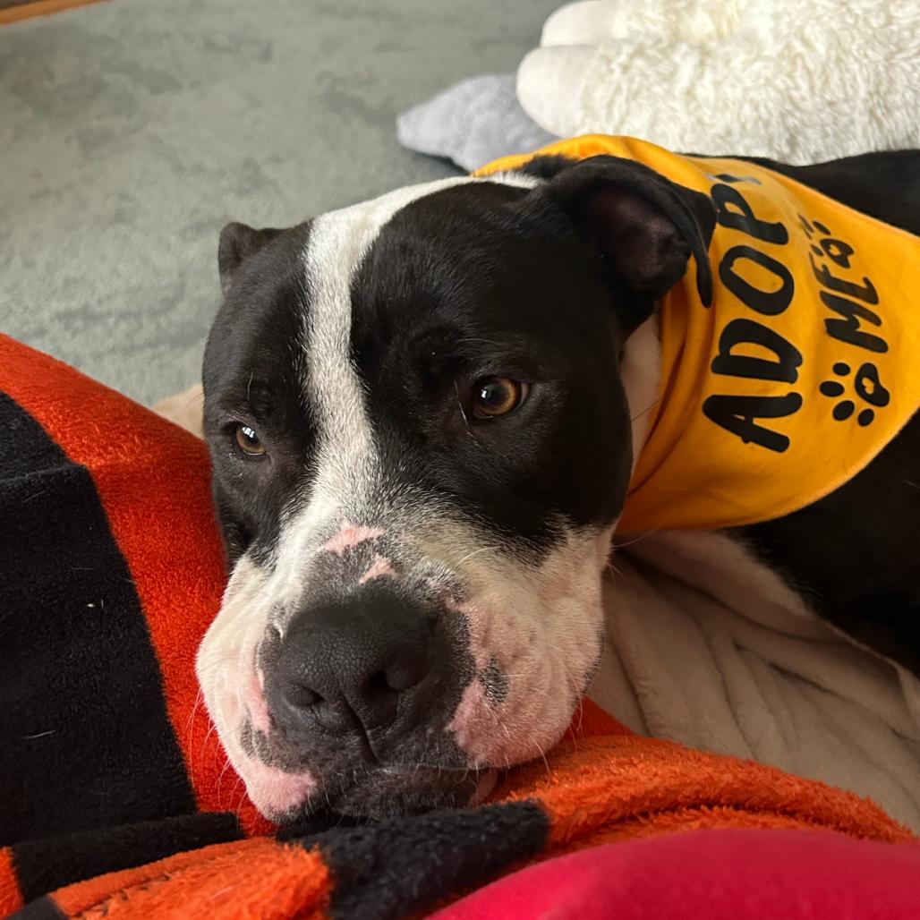 Enlarge PW, a Adoptable Mixed Breed in San Francisco, CA image 4/6