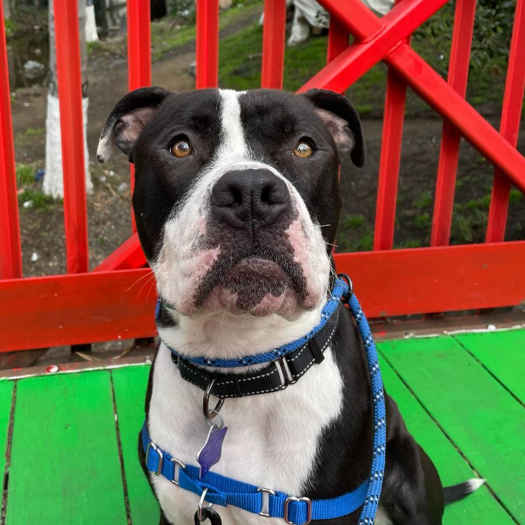 Enlarge PW, a Adoptable Mixed Breed in San Francisco, CA image 5/6