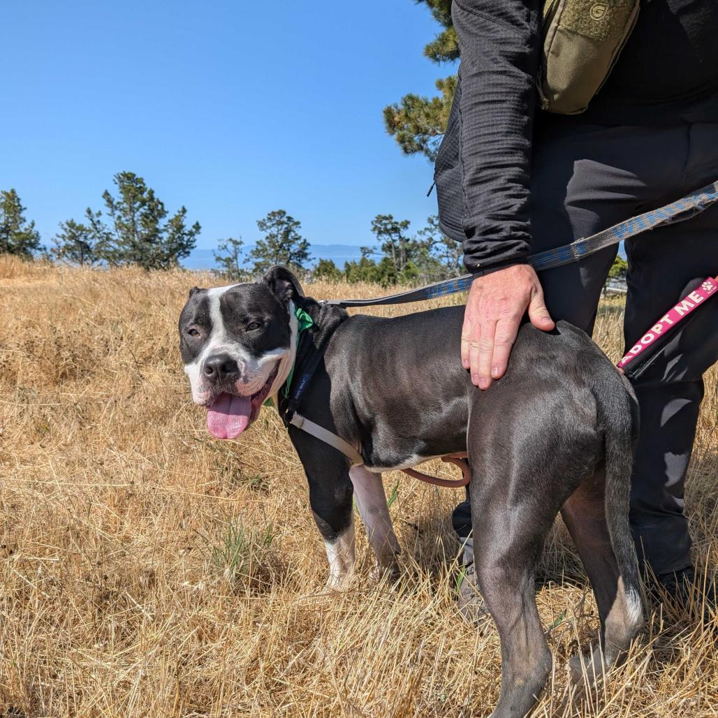 Enlarge PW, a Adoptable Mixed Breed in San Francisco, CA image 6/6