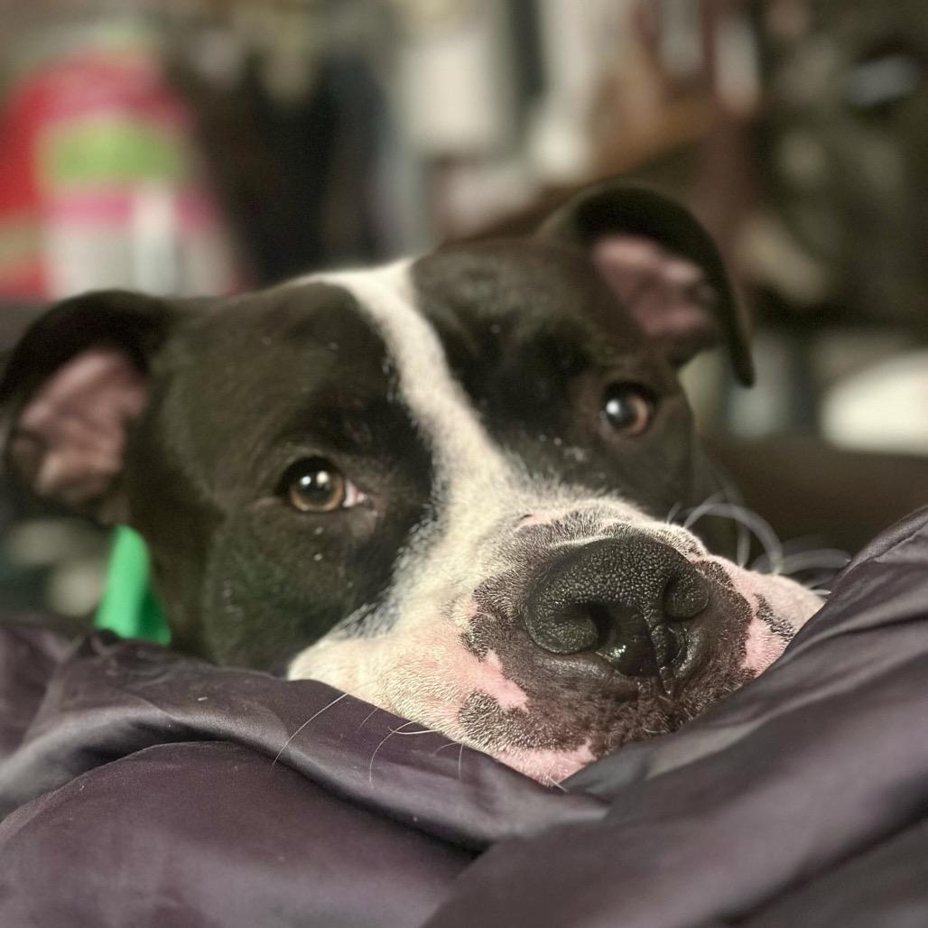 Enlarge PW, a Adoptable Mixed Breed in San Francisco, CA image 4/5