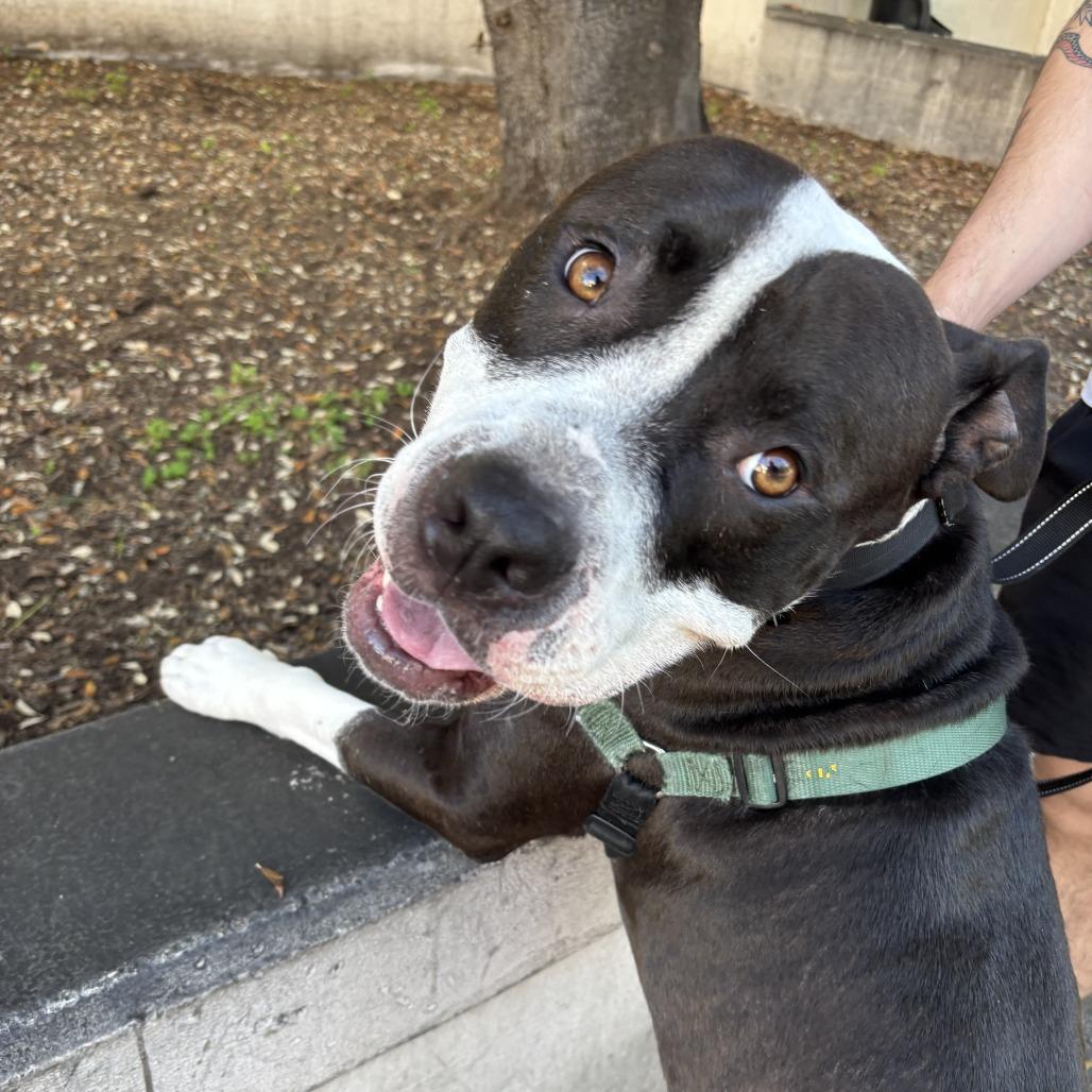 Enlarge PW, a Adoptable Mixed Breed in San Francisco, CA image 4/6