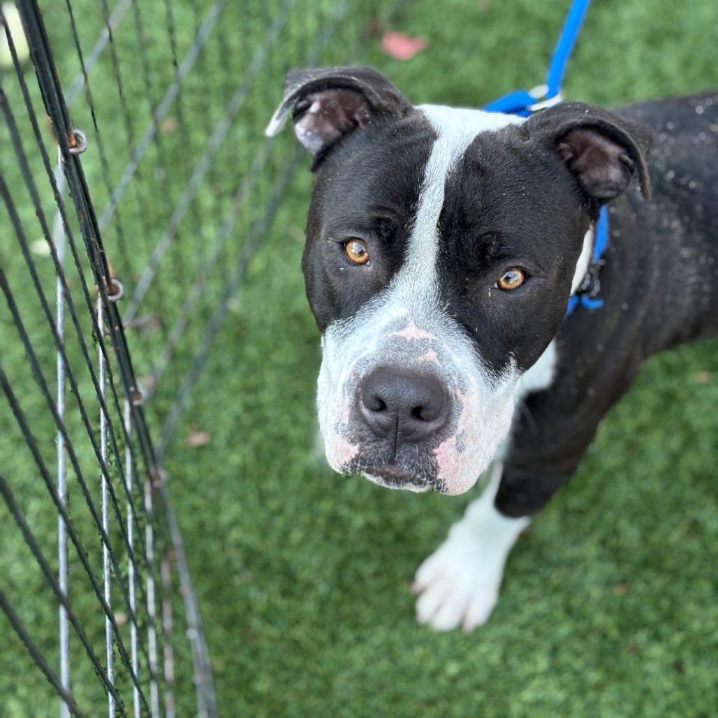 Enlarge PW, a Adoptable Mixed Breed in San Francisco, CA image 5/6