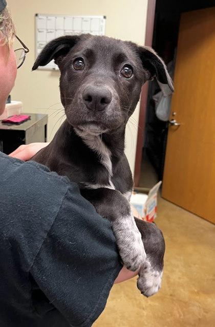 Enlarge Jaiya (Joy), a Adoptable mixed breed in Irving, TX image 1/2