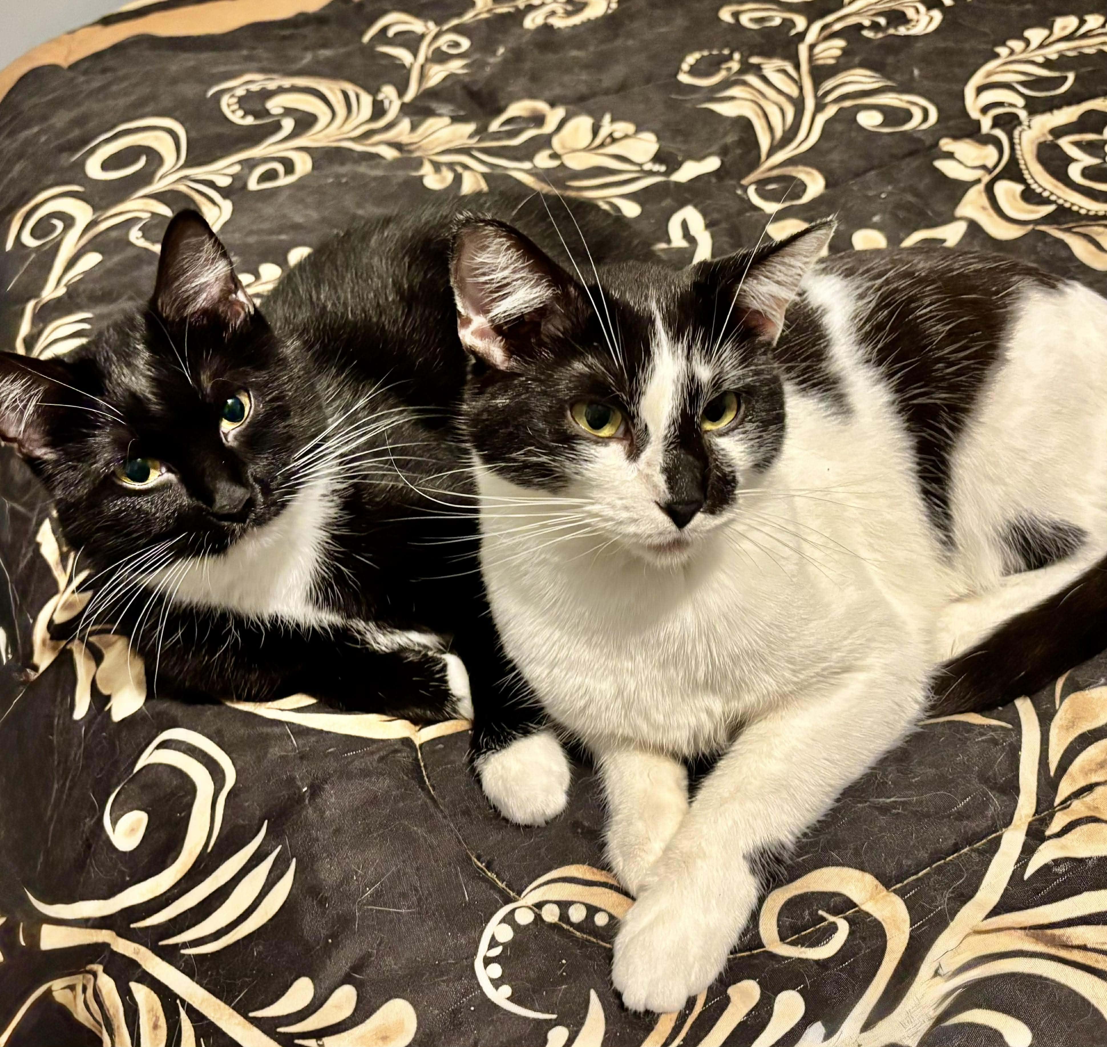 Jackie & Princesa , ADOPTABLE, Adult Female Domestic Medium Hair.