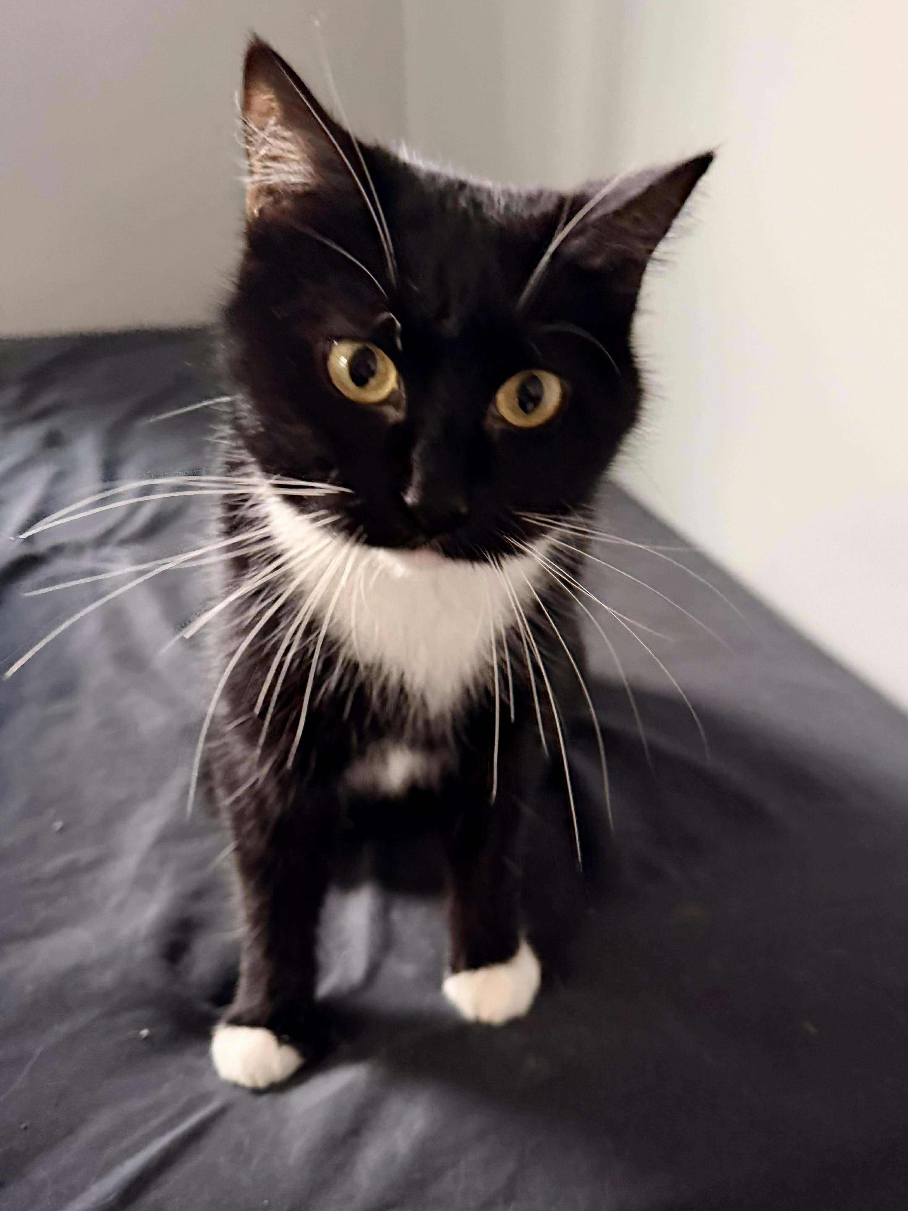 Enlarge Jackie & Princesa , a ADOPTABLE Domestic Medium Hair in Sedalia, MO image 2/3