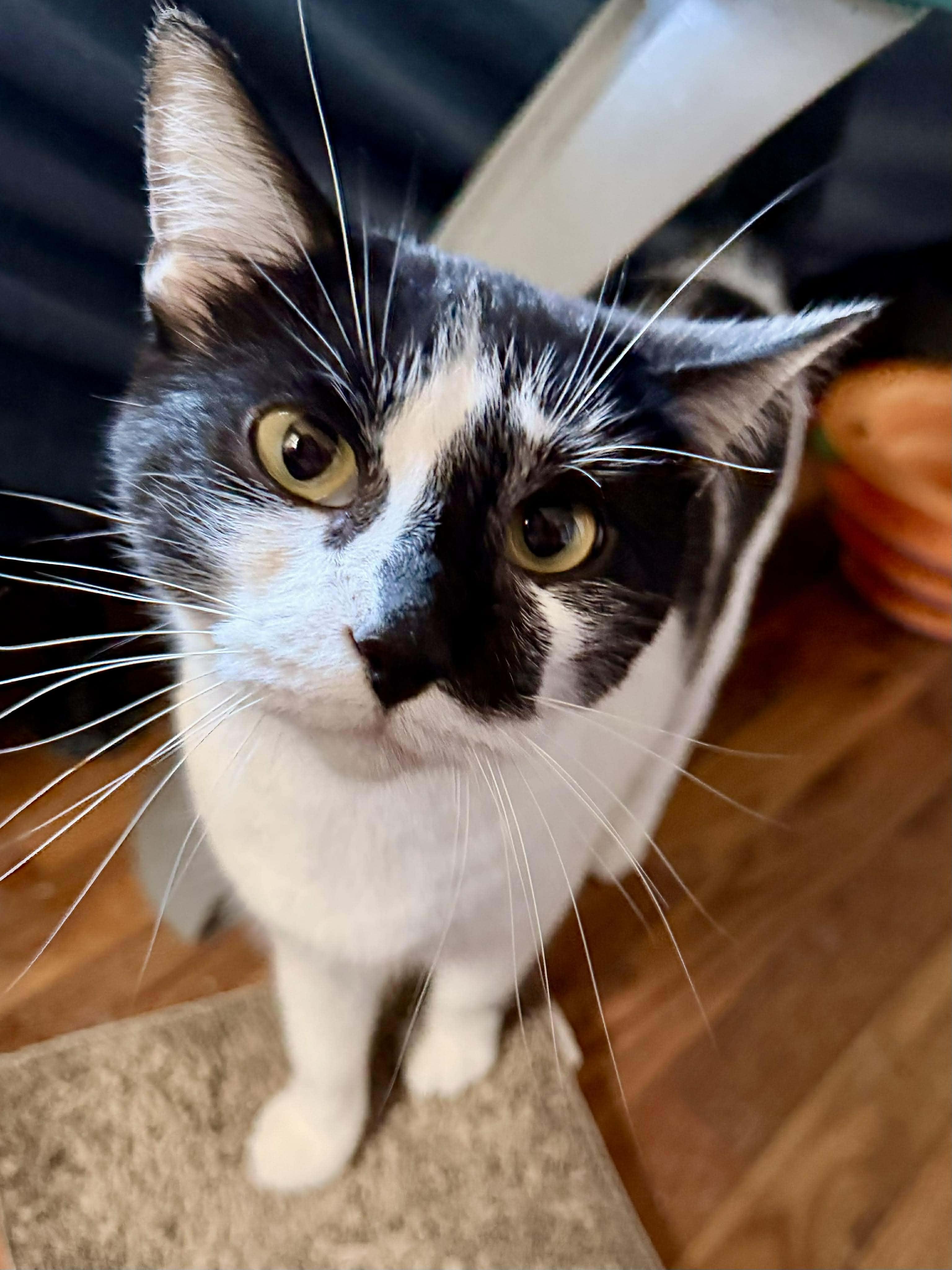Enlarge Jackie & Princesa , a ADOPTABLE Domestic Medium Hair in Sedalia, MO image 3/3