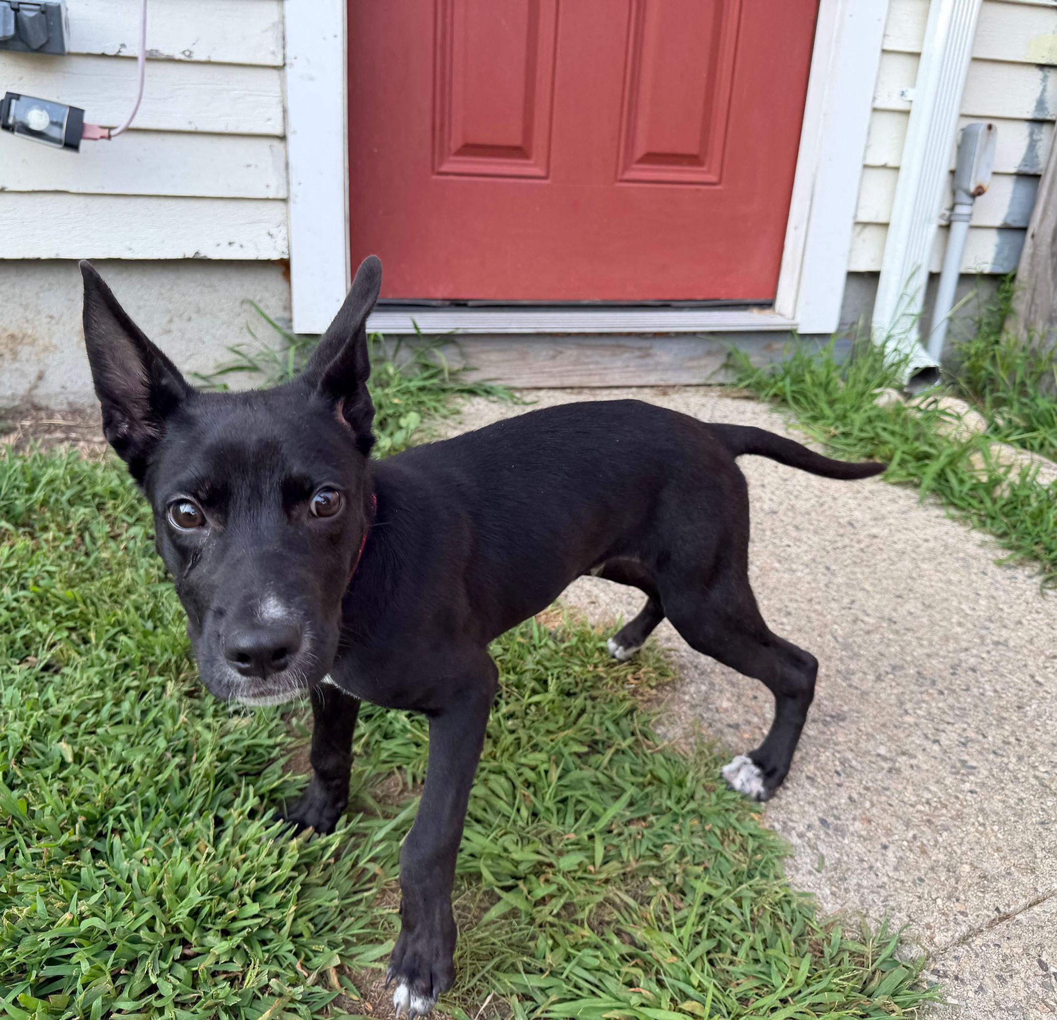 Severide, a ADOPTABLE mixed breed in Uxbridge, MA image 1/3