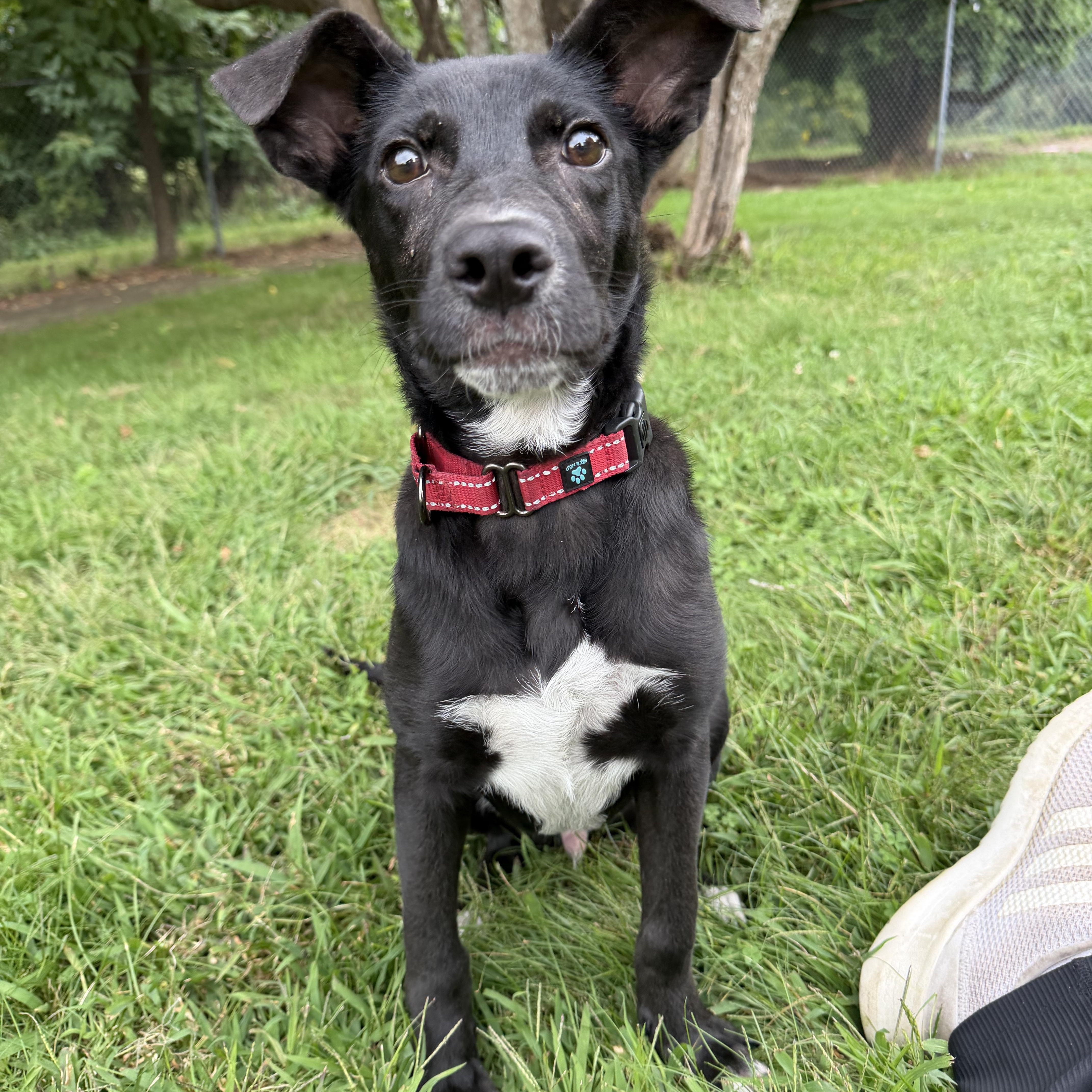 Severide, Adoptable, Puppy Male Labrador Retriever.