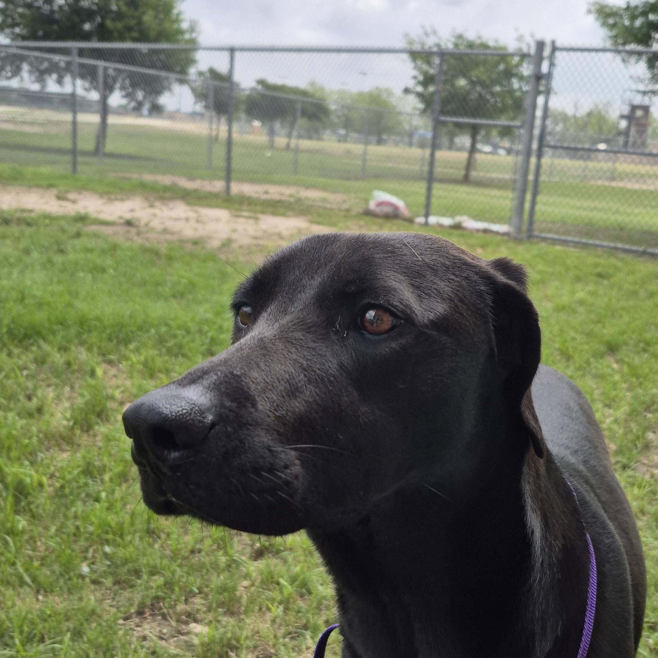 Enlarge Temperance, an adopted Labrador Retriever in Schertz, TX image 1/1