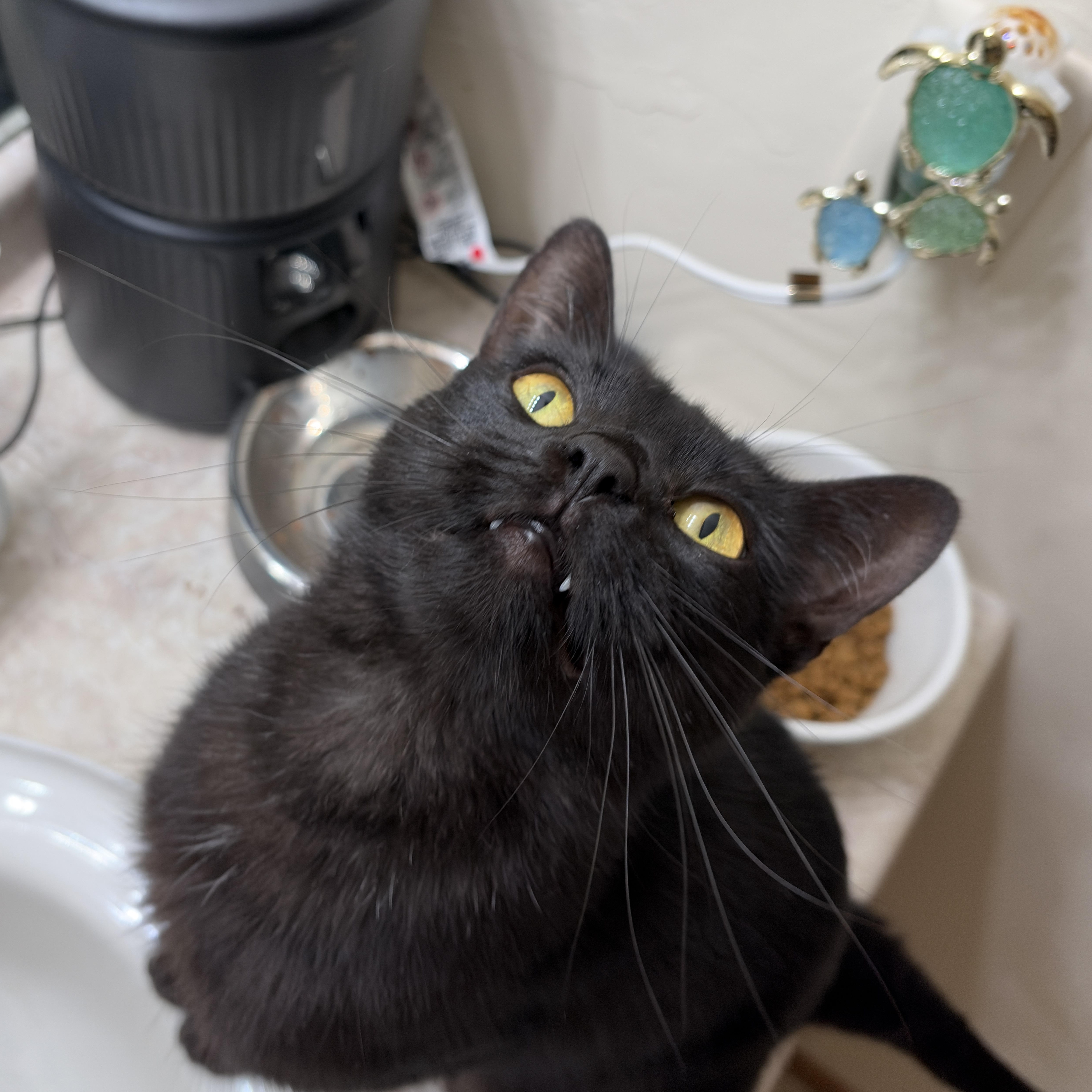 Ink, a Adoptable Domestic Medium Hair in Madison, WI image 3/6