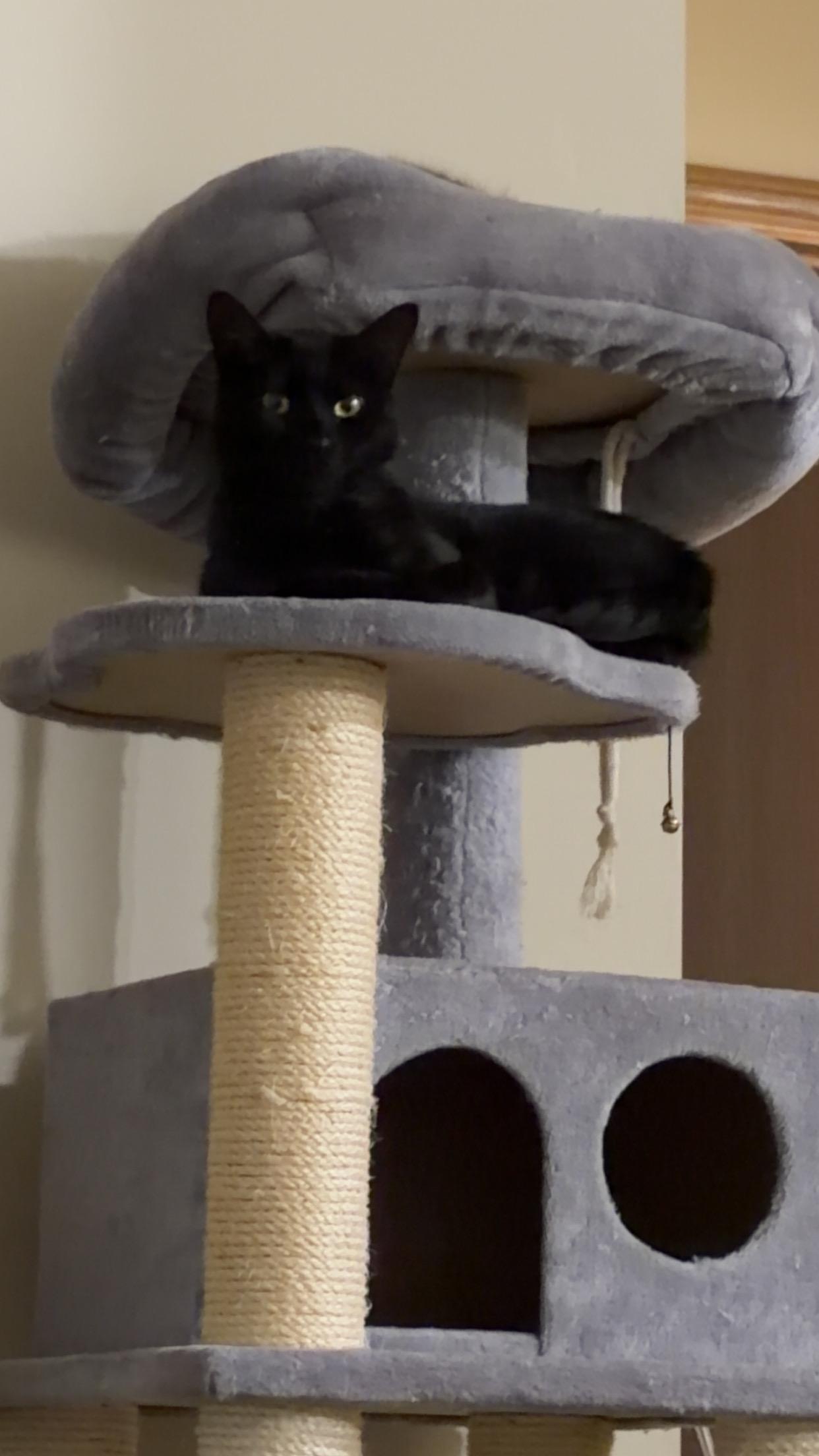 Ink, a Adoptable Domestic Medium Hair in Madison, WI image 2/6