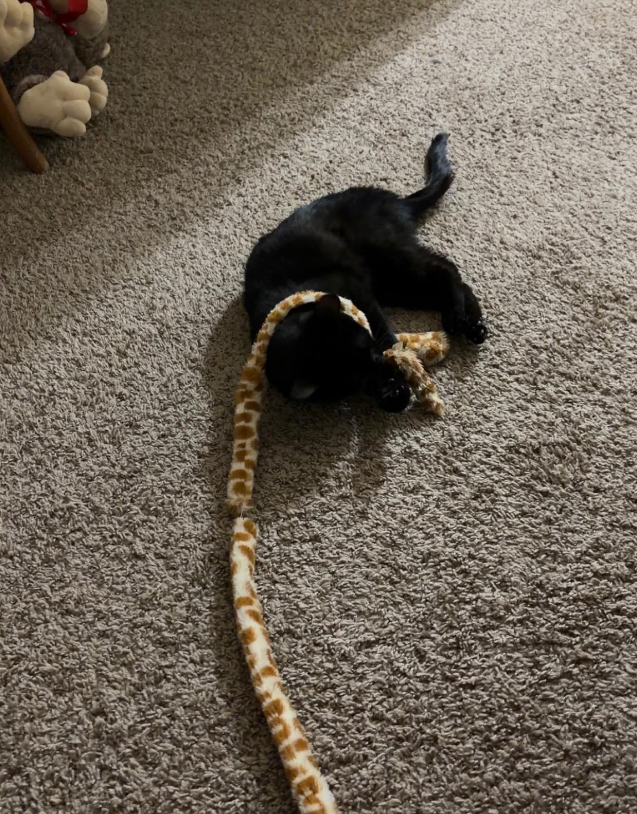 Ink, a Adoptable Domestic Medium Hair in Madison, WI image 5/6