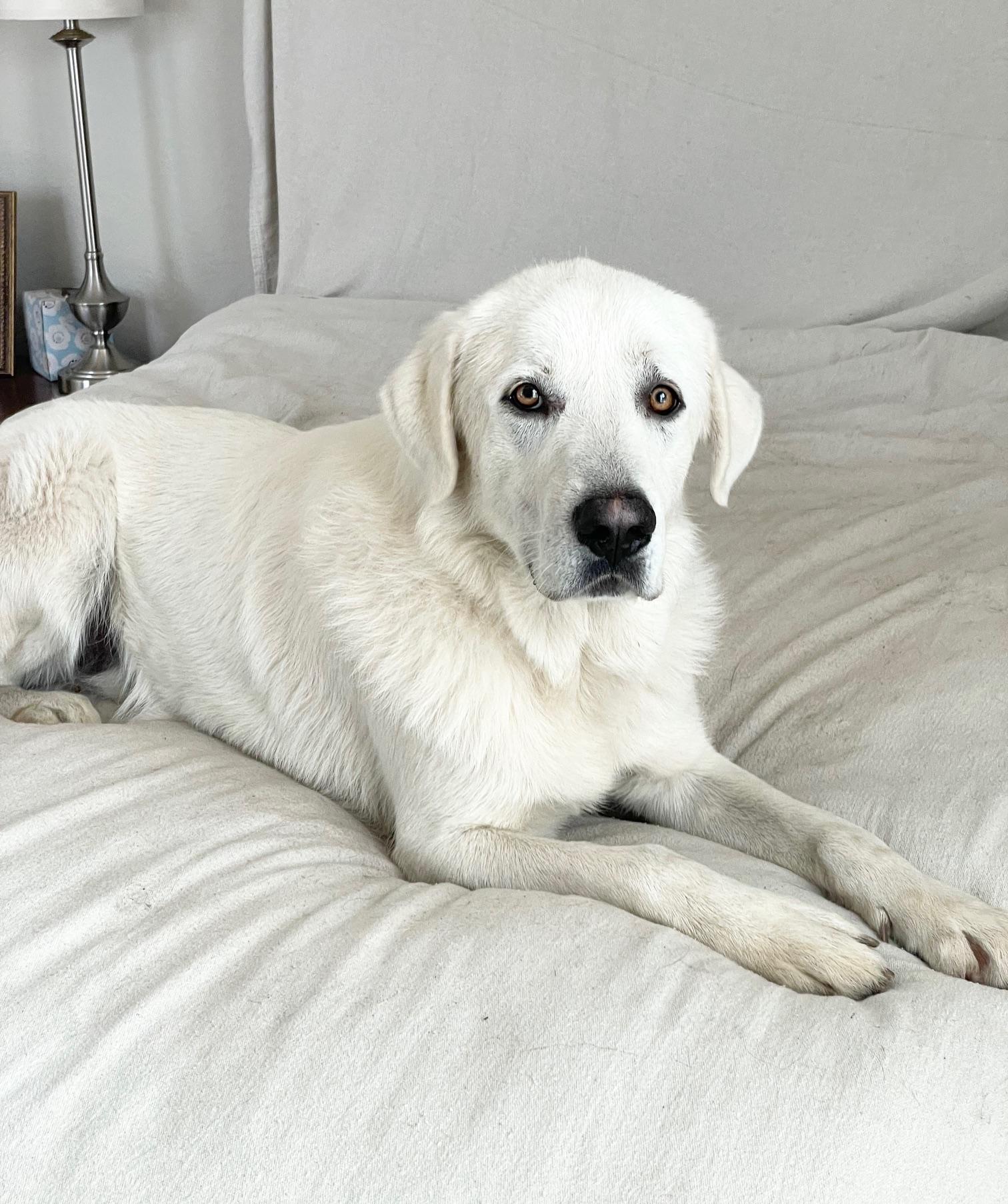Perfect Beau, ADOPTABLE, Adult Male Great Pyrenees & Yellow Labrador Retriever.