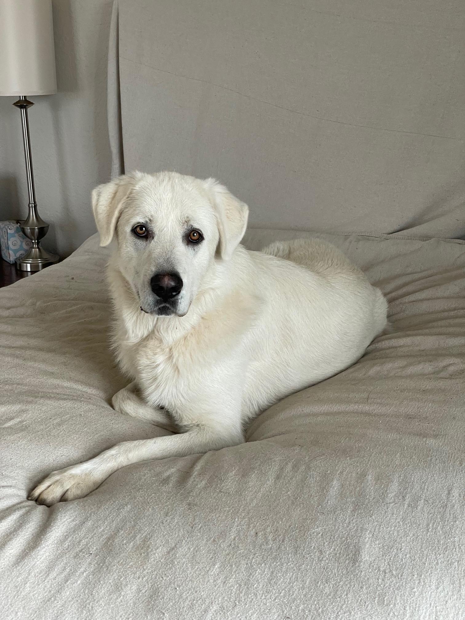 Enlarge Perfect Beau, a ADOPTABLE mixed breed in West Hartford , CT image 2/4