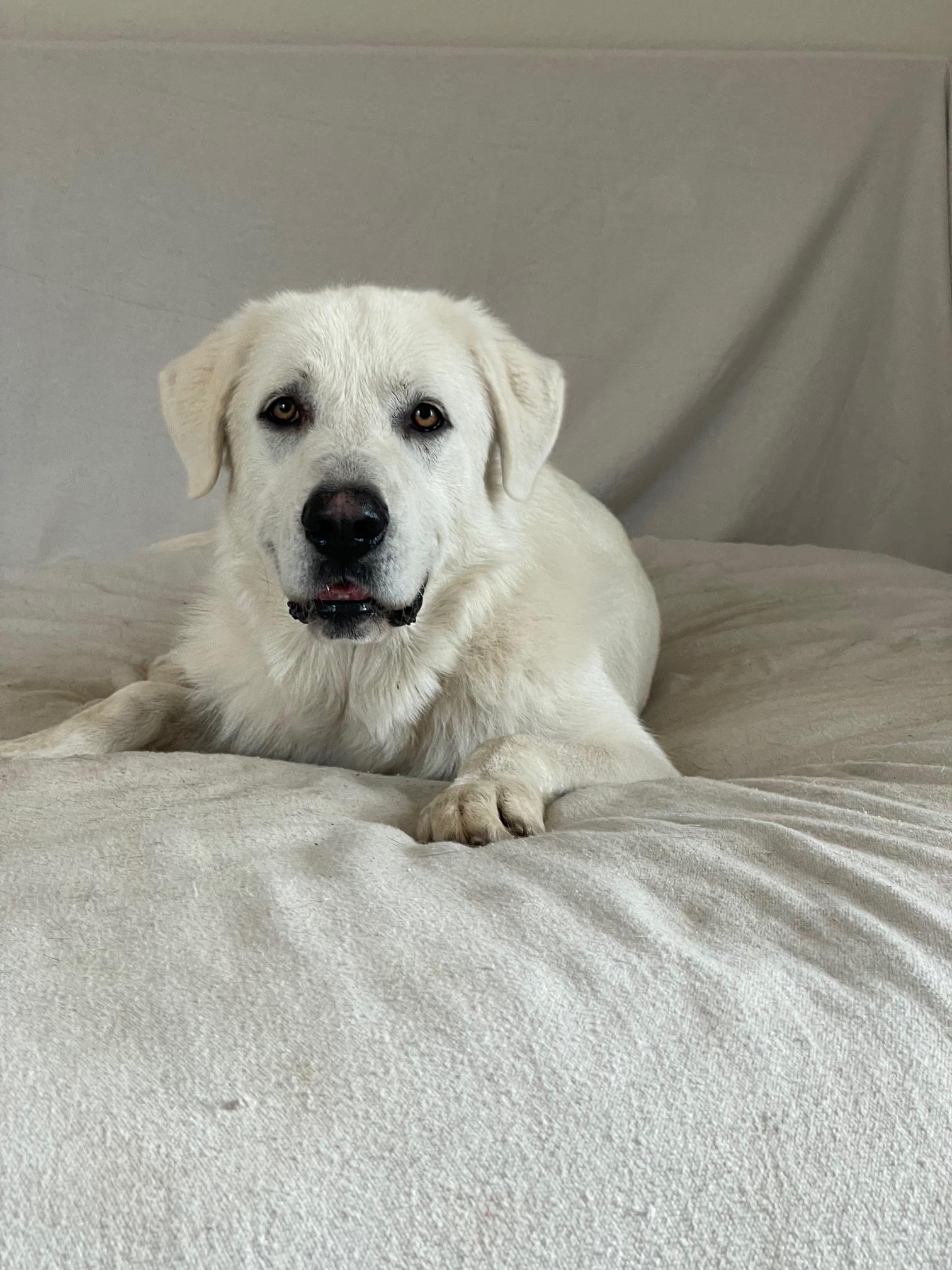 Enlarge Perfect Beau, a ADOPTABLE mixed breed in West Hartford , CT image 4/4