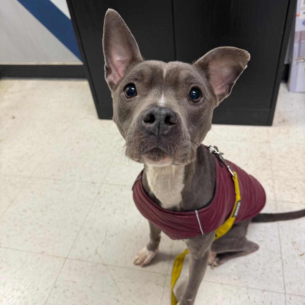 Sweetums, Adoptable, Young Female Mixed Breed.