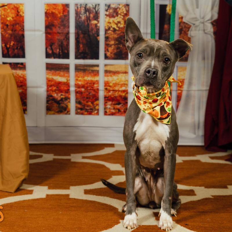 Sweetums, a Adoptable Mixed Breed in Philadelphia, PA image 2/6