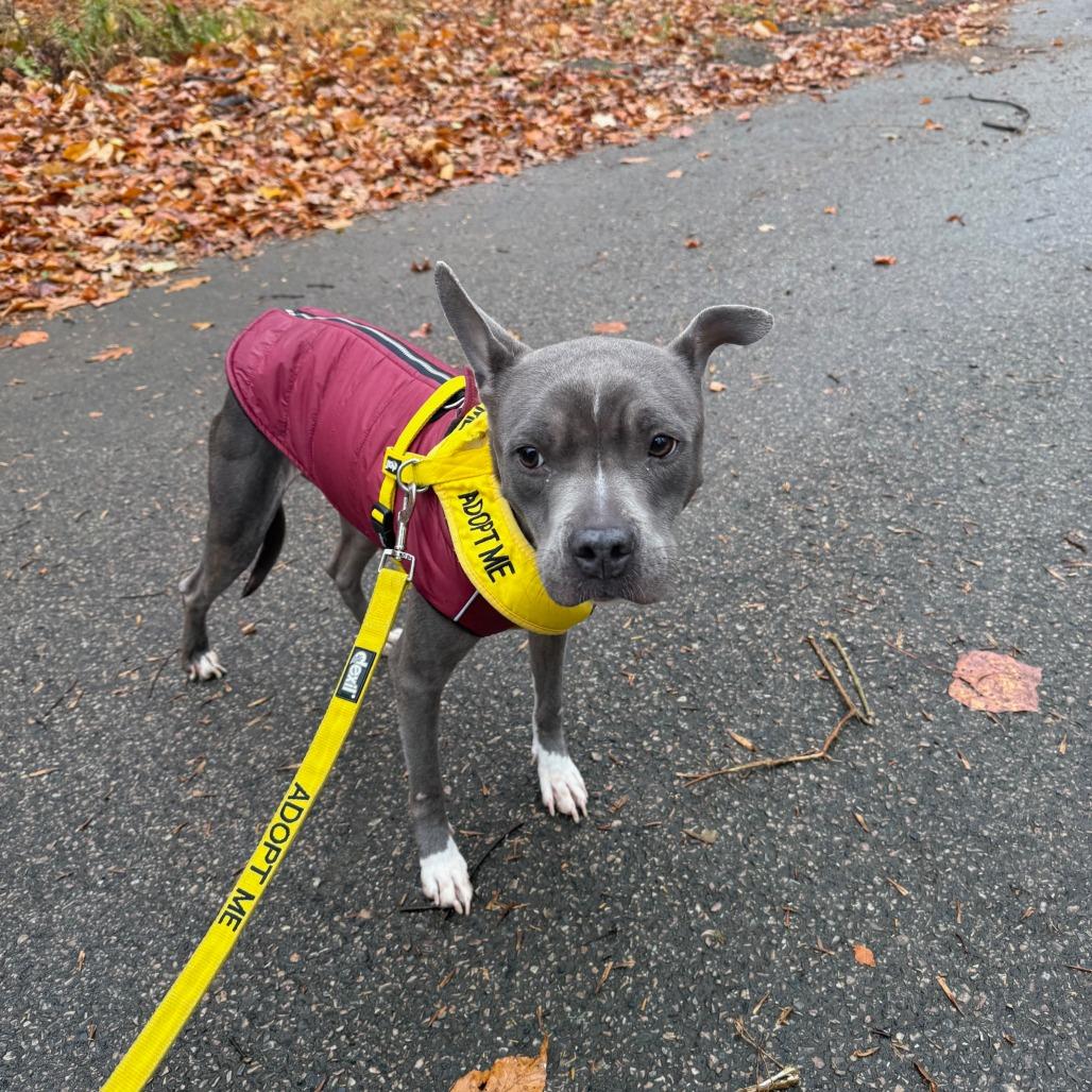 Sweetums, a Adoptable Mixed Breed in Philadelphia, PA image 3/6