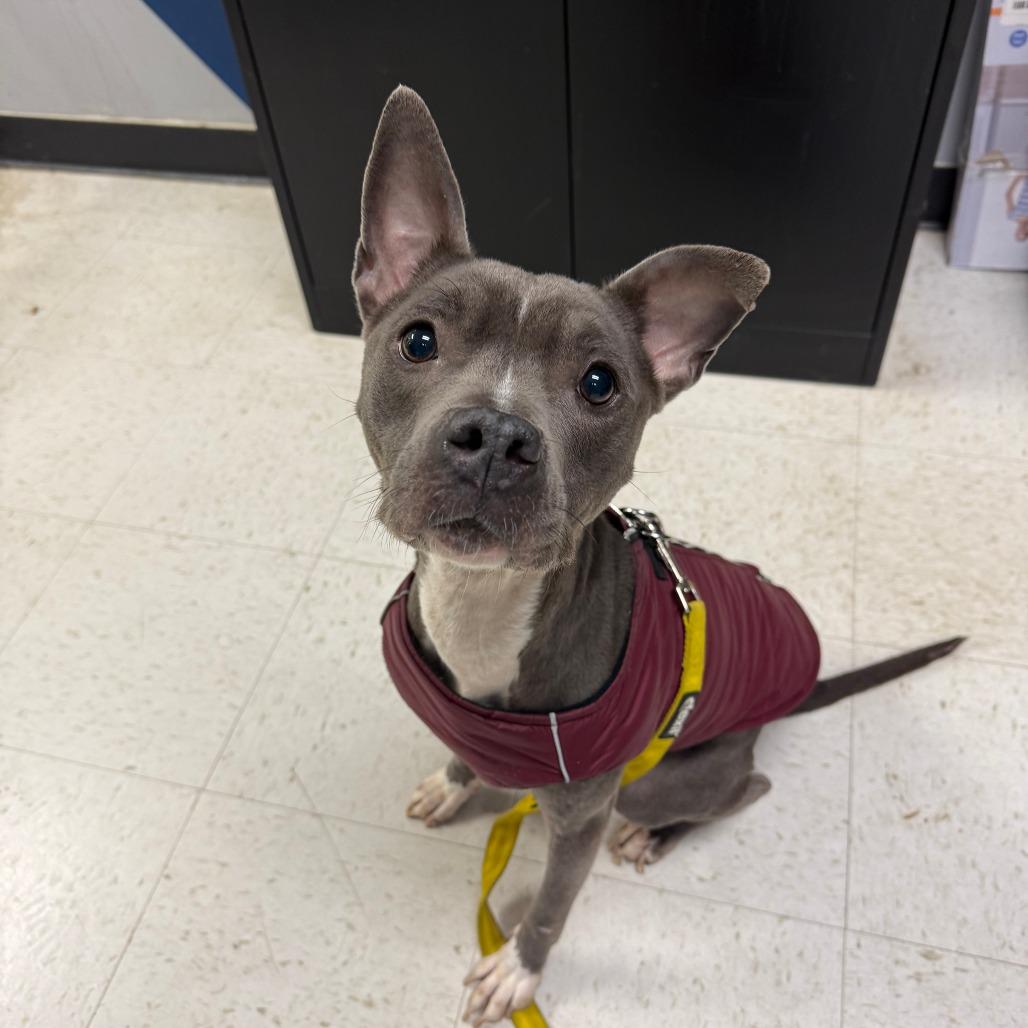 Sweetums, a Adoptable Mixed Breed in Philadelphia, PA image 4/6