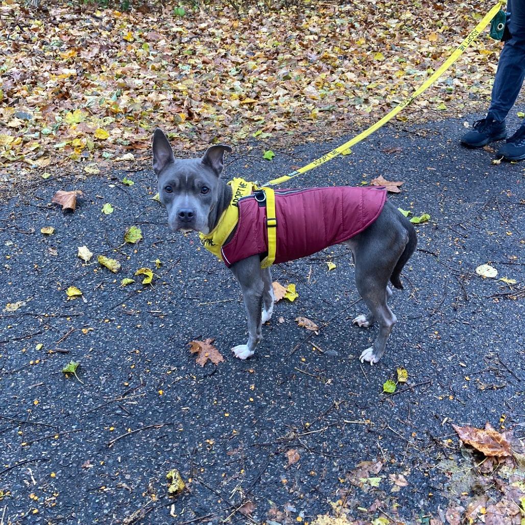 Sweetums, a Adoptable Mixed Breed in Philadelphia, PA image 5/6