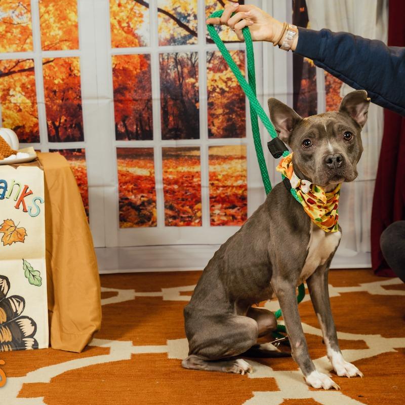 Sweetums, a Adoptable Mixed Breed in Philadelphia, PA image 6/6