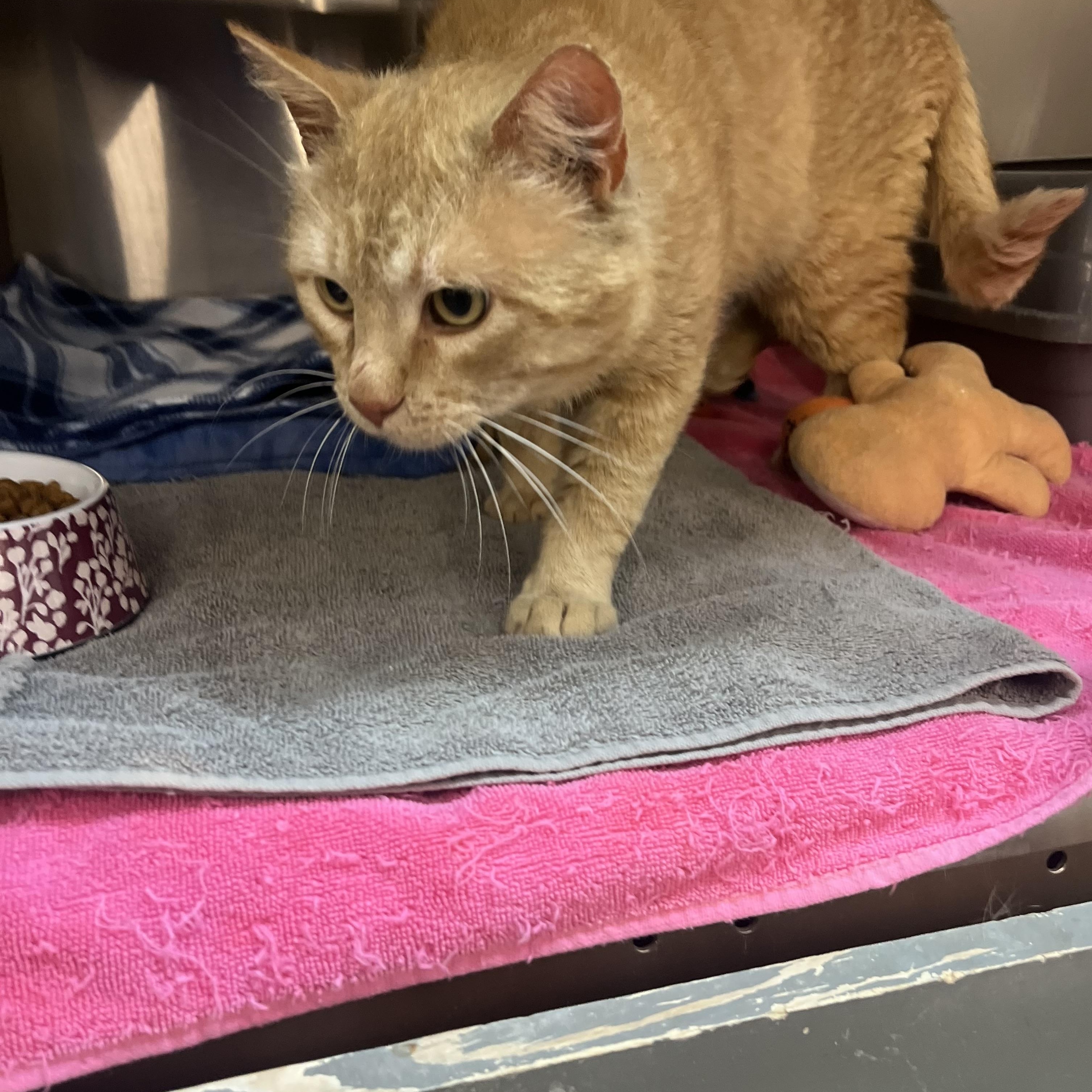 Enlarge Gordon, an adopted mixed breed in Omaha, NE image 2/4