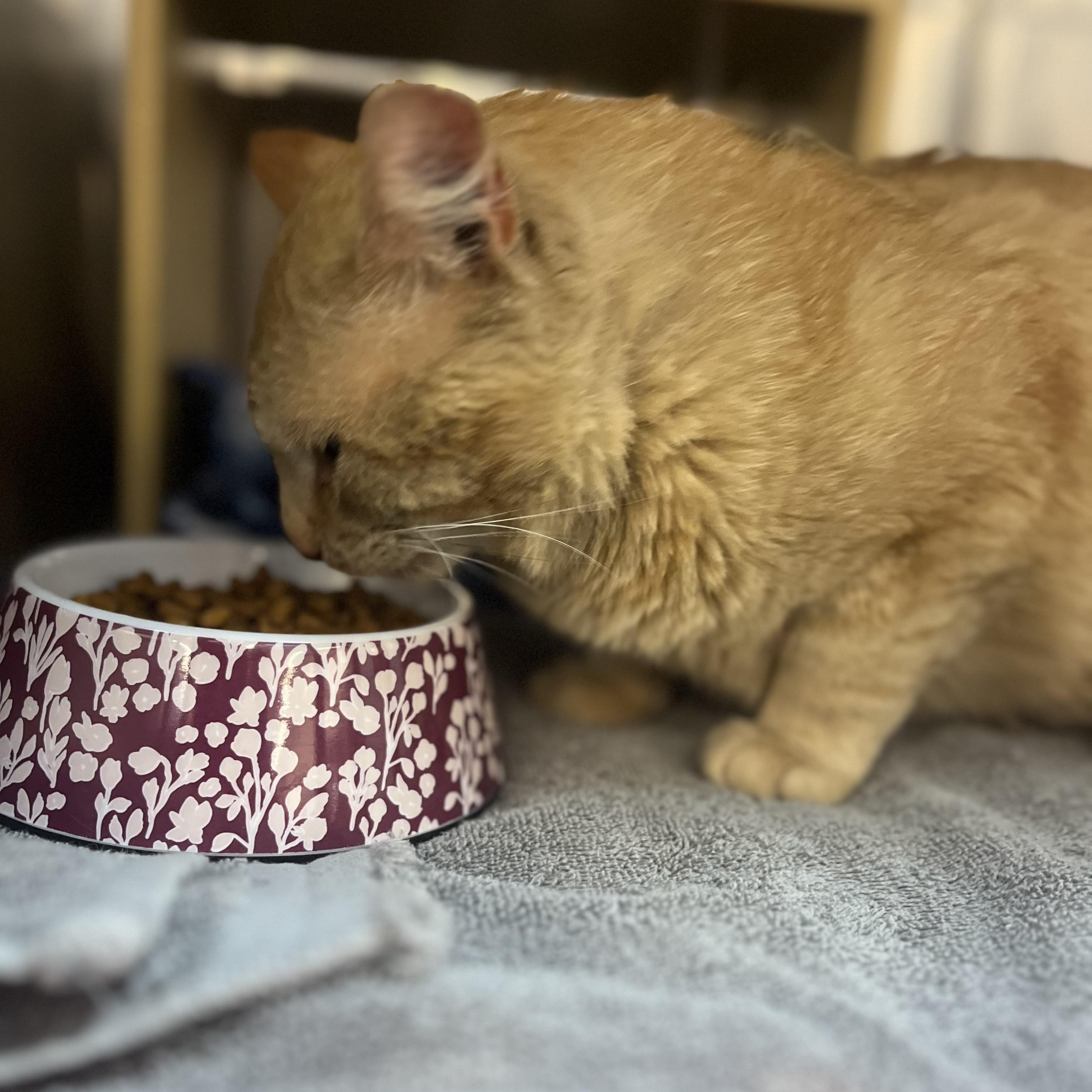 Enlarge Gordon, an adopted mixed breed in Omaha, NE image 3/4