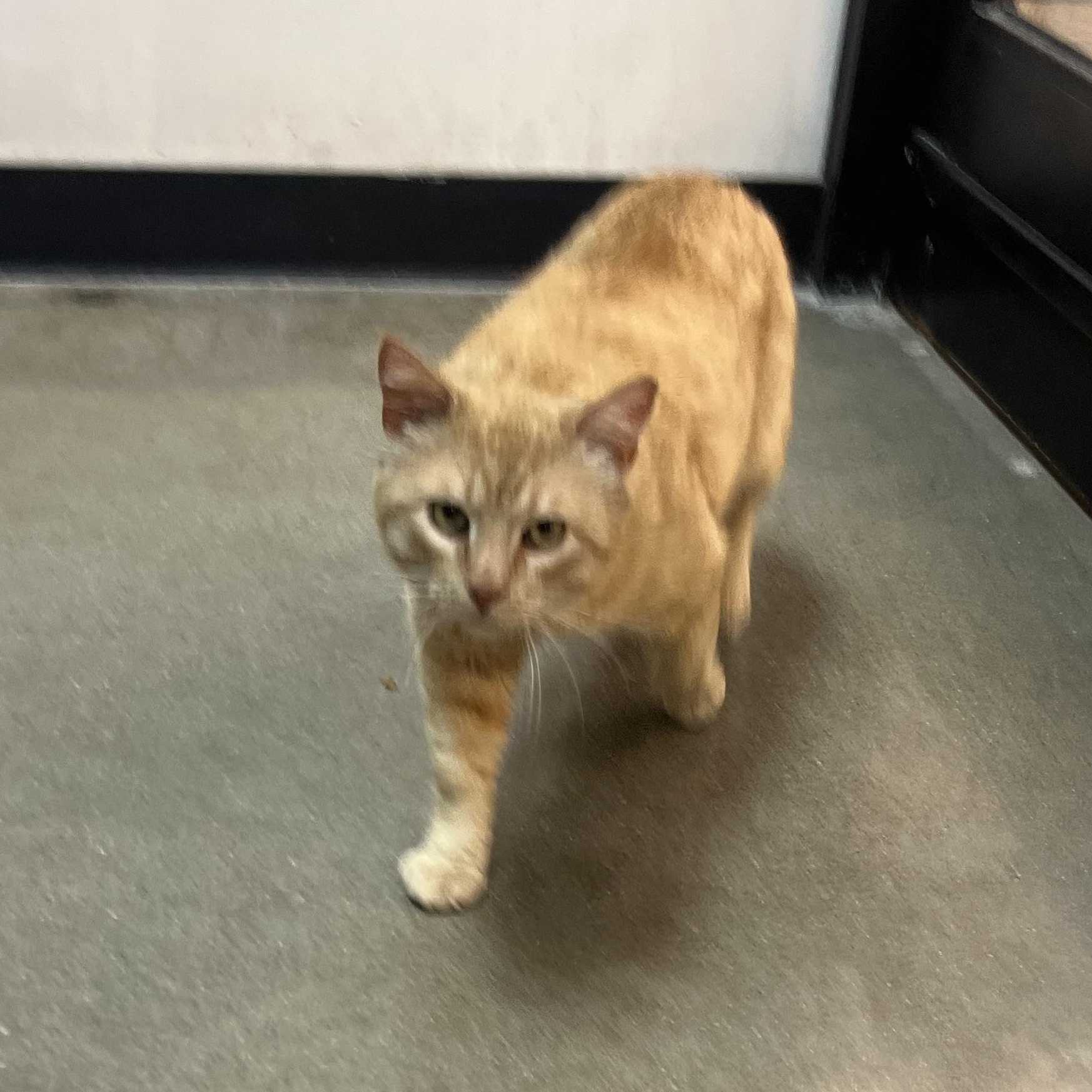 Enlarge Gordon, an adopted mixed breed in Omaha, NE image 4/4