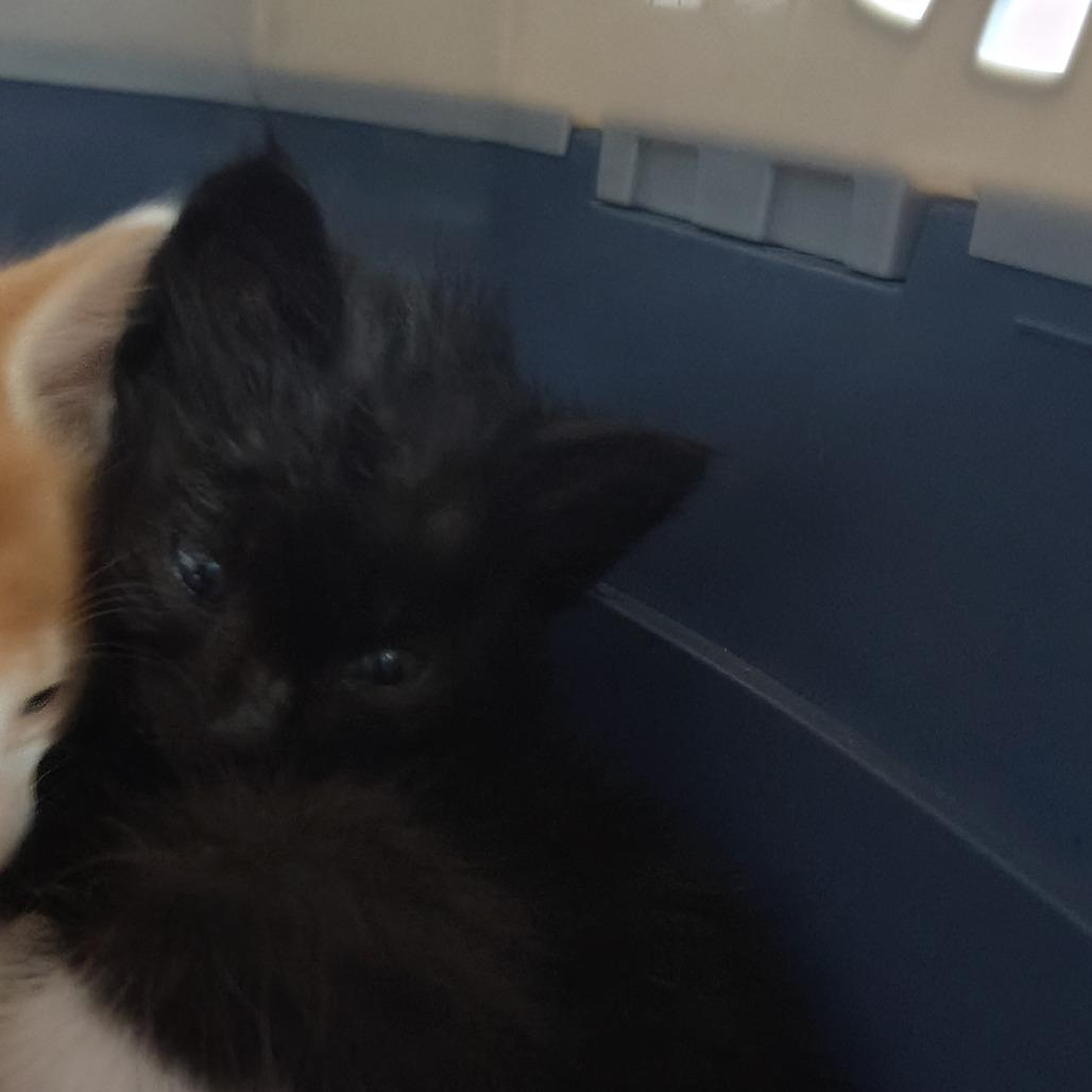 Nala, a Adoptable Domestic Short Hair in Vieques, PR image 1/2