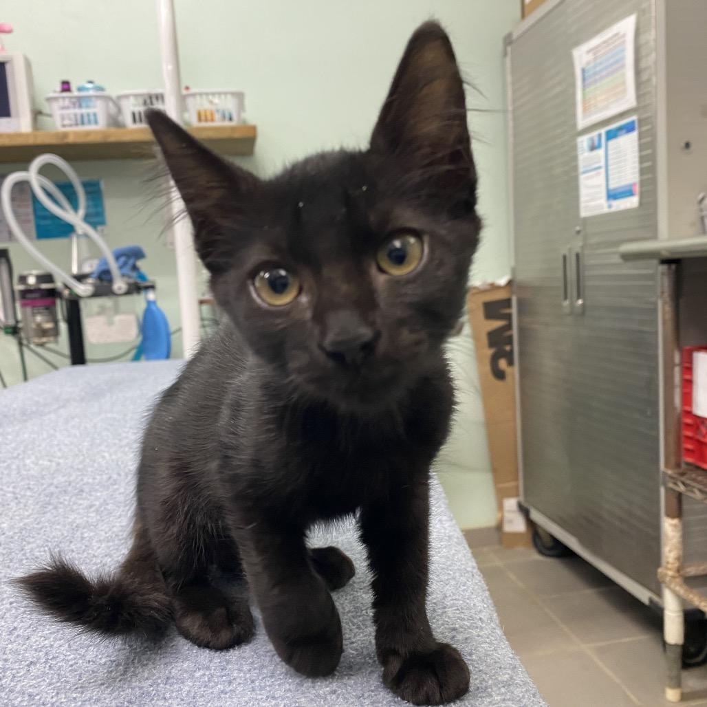 Nala, a Adoptable Domestic Short Hair in Vieques, PR image 2/2