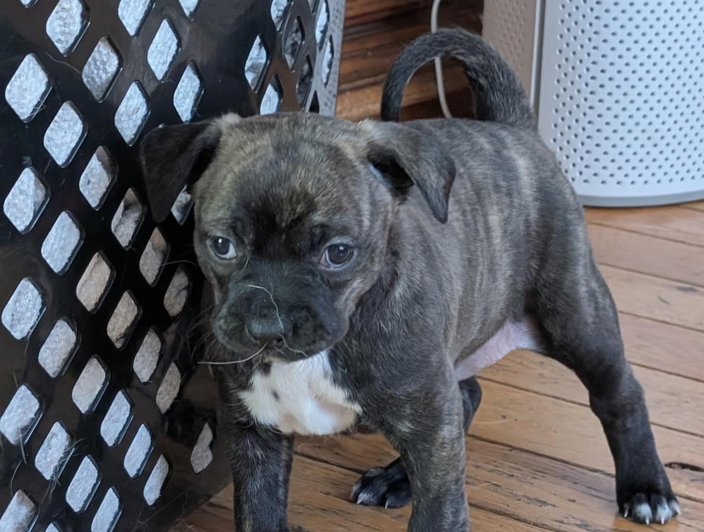 Enlarge Aspen, a ADOPTABLE mixed breed in East Amherst, NY image 2/2