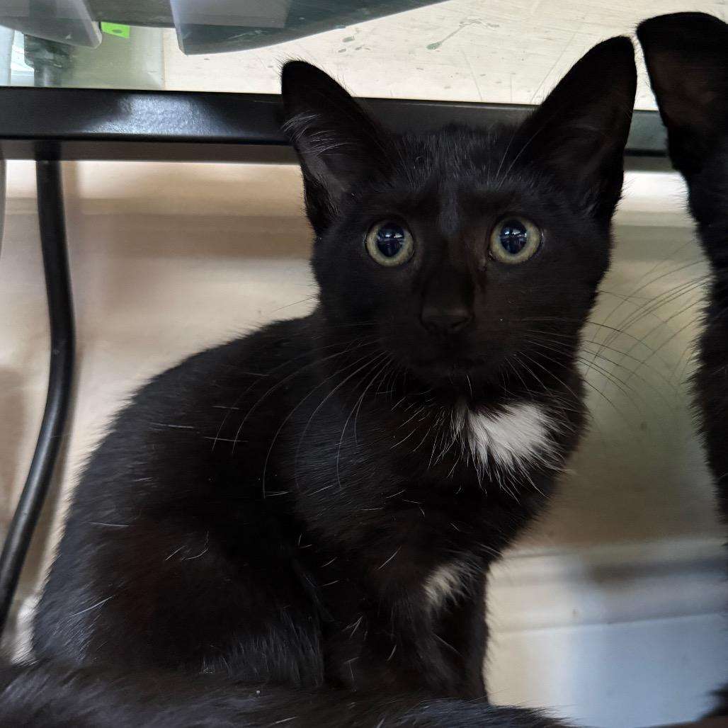 Cannon, a Adoptable Domestic Short Hair in Hollywood, FL image 1/4