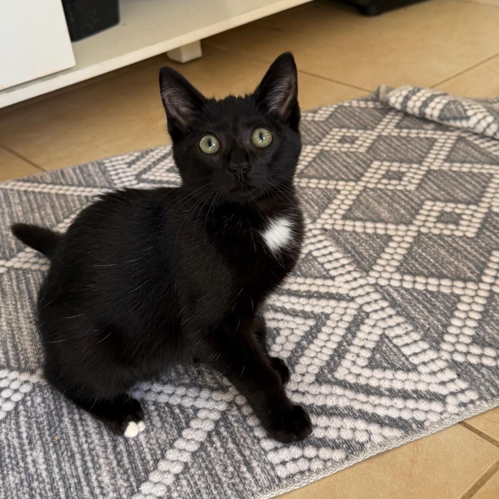 Cannon, a Adoptable Domestic Short Hair in Hollywood, FL image 2/4